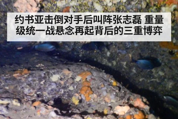 约书亚击倒对手后叫阵张志磊 重量级统一战悬念再起背后的三重博弈